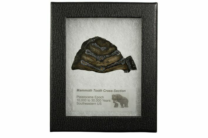 Mammoth Molar Slice With Case - South Carolina #337730